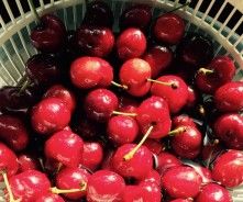 Cherry Moonshine With Sugar and Yeast