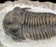 Trilobites the Cambrian Explosion