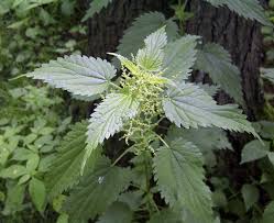 THE Cure for Nettles