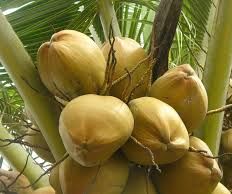 How to Open a Coconut by Jaroslaw Gebus