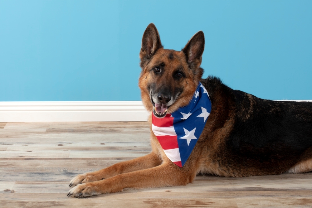 0008776_american-flag-dog-bandana.jpeg