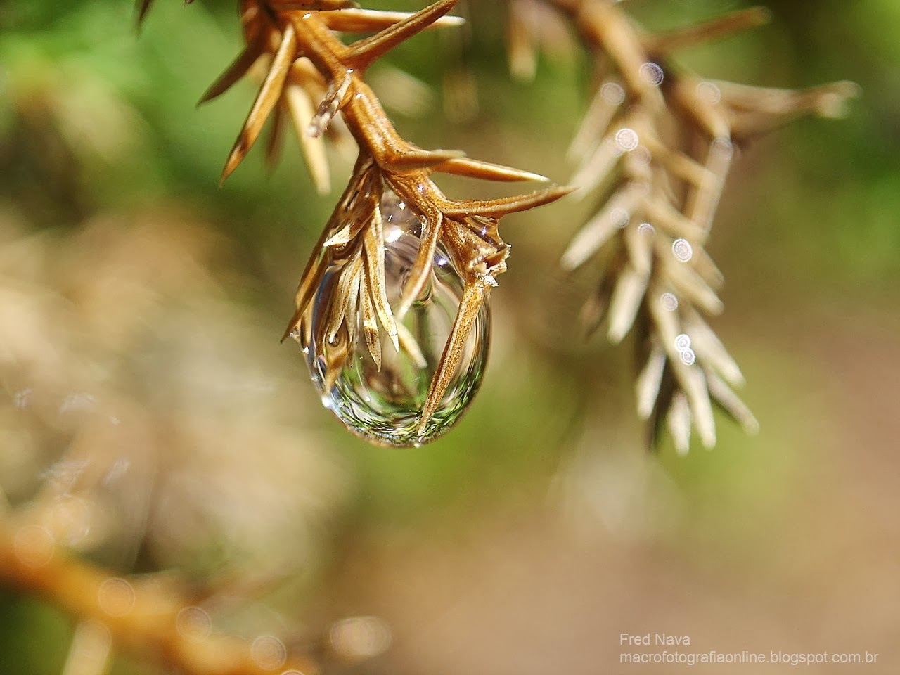 01_rain drop macro photo.jpg