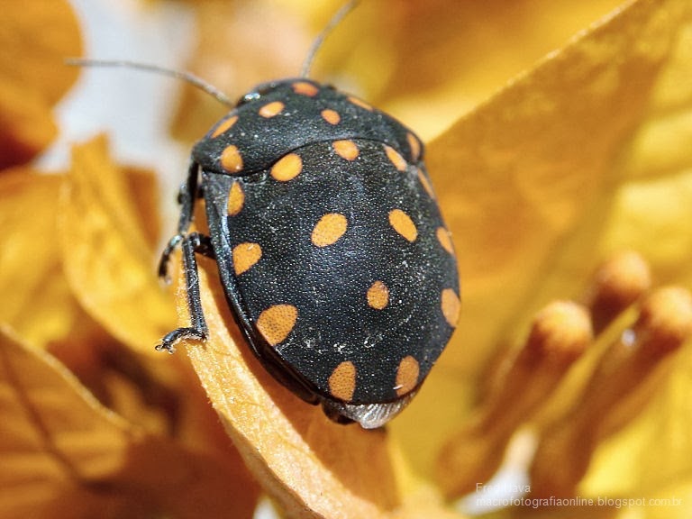 02_beetle macro photo.jpg