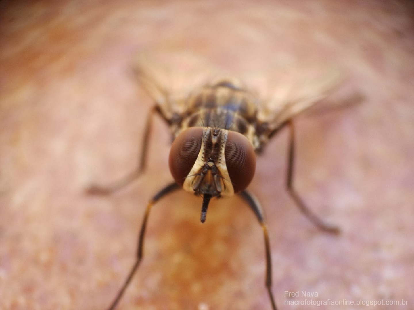 03_fly eyes macro photo.jpg