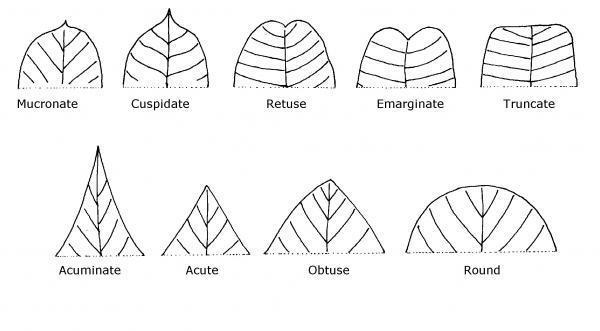 1-leaf_apex.jpeg