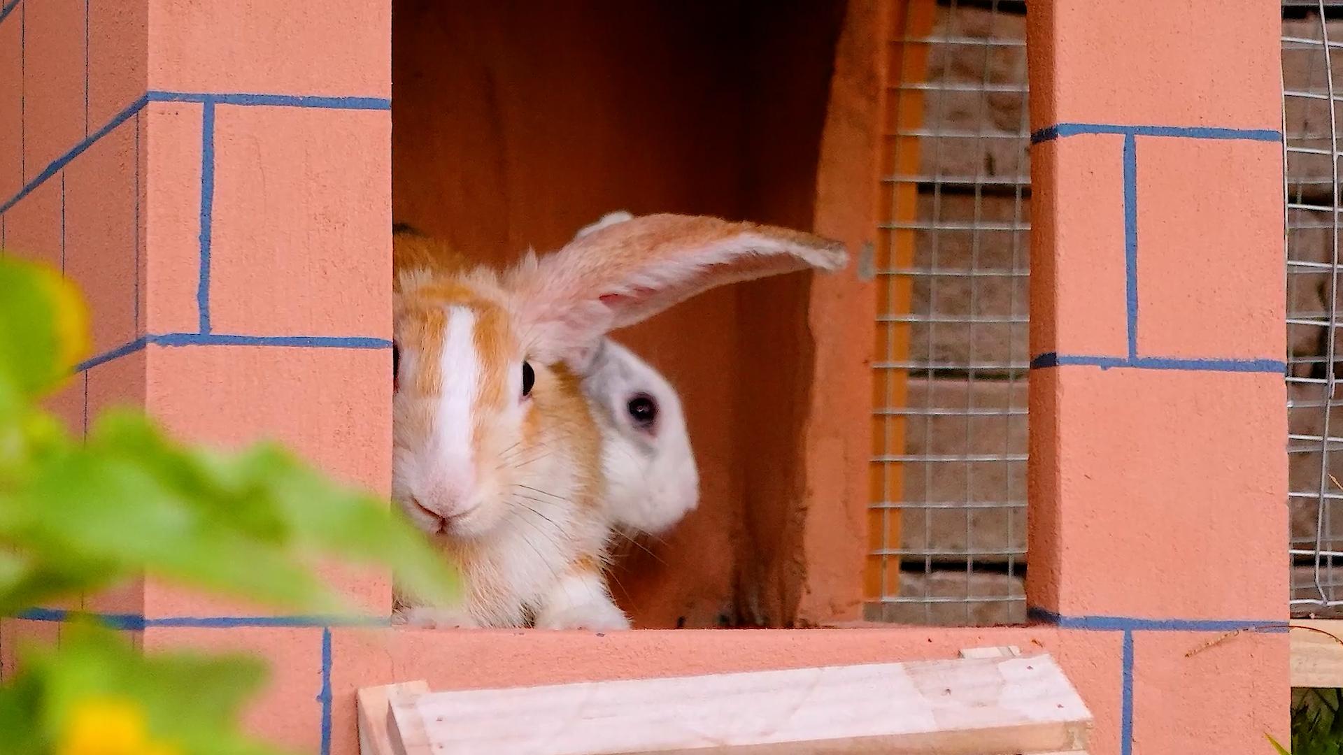 1. Rescue poor bunnies and build awesome bunny cage.00_12_12_24.Still106.jpg