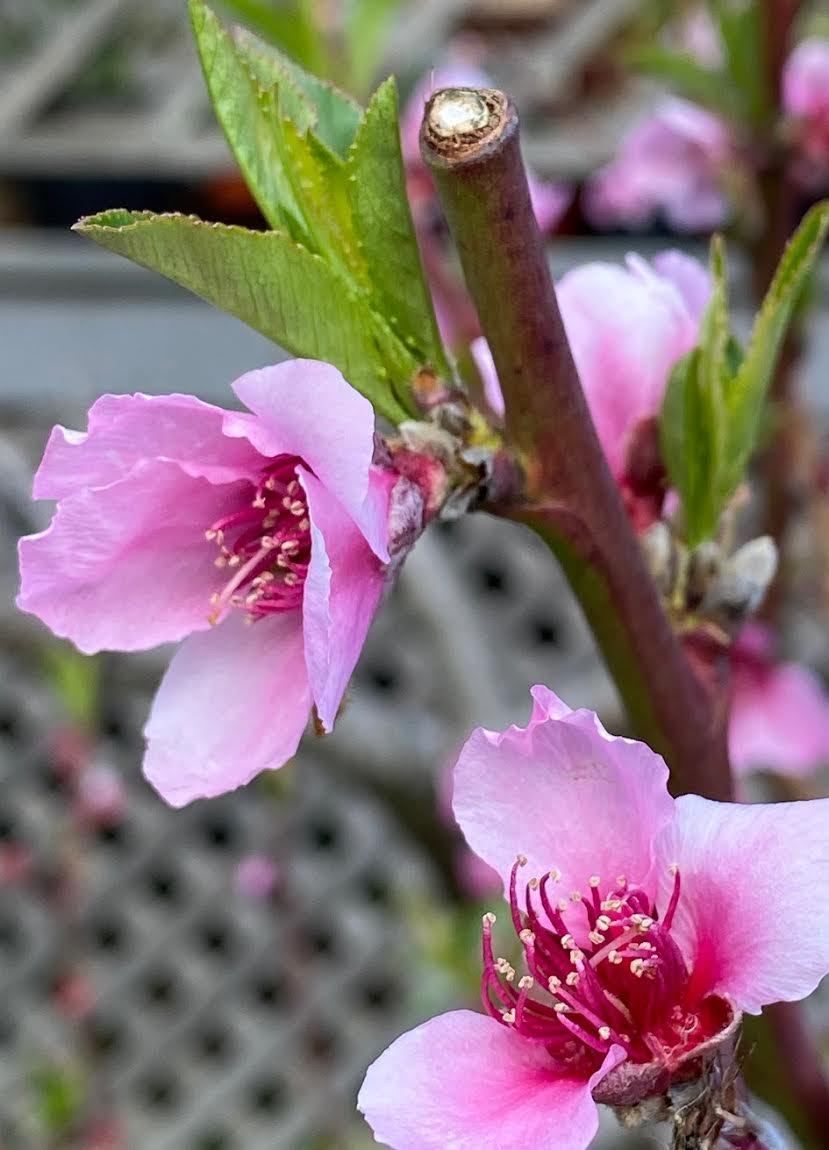 1peachflowers.jpg