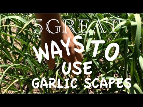 5 Great Ways to Use Garlic Scapes