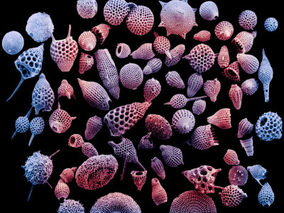 6016625-variation-in-radiolarian-shells-or-tests.jpg