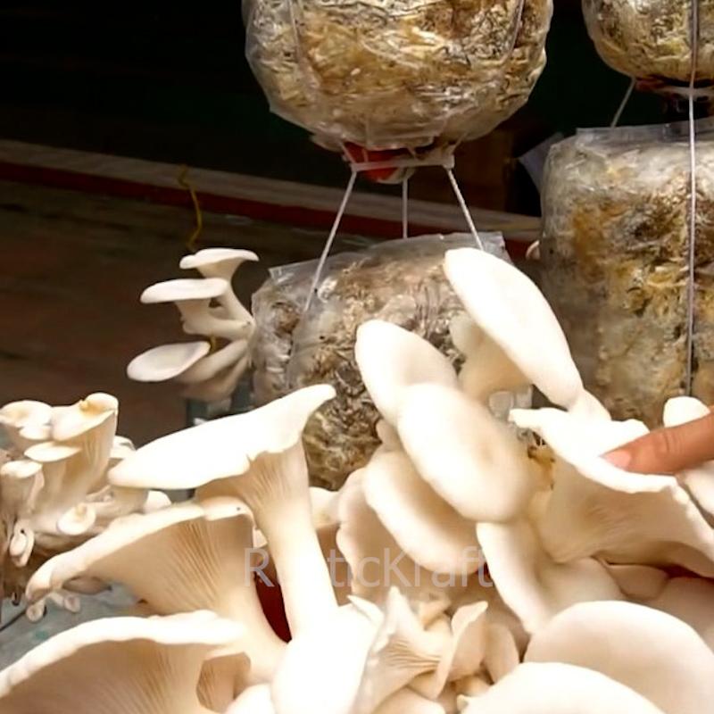 Amazing Tips for Growing Mushrooms at home  #GrowingMushrooms.00_03_12_19.Still079.jpg