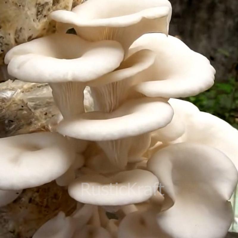 Amazing Tips for Growing Mushrooms at home  #GrowingMushrooms.00_02_22_00.Still069.jpg