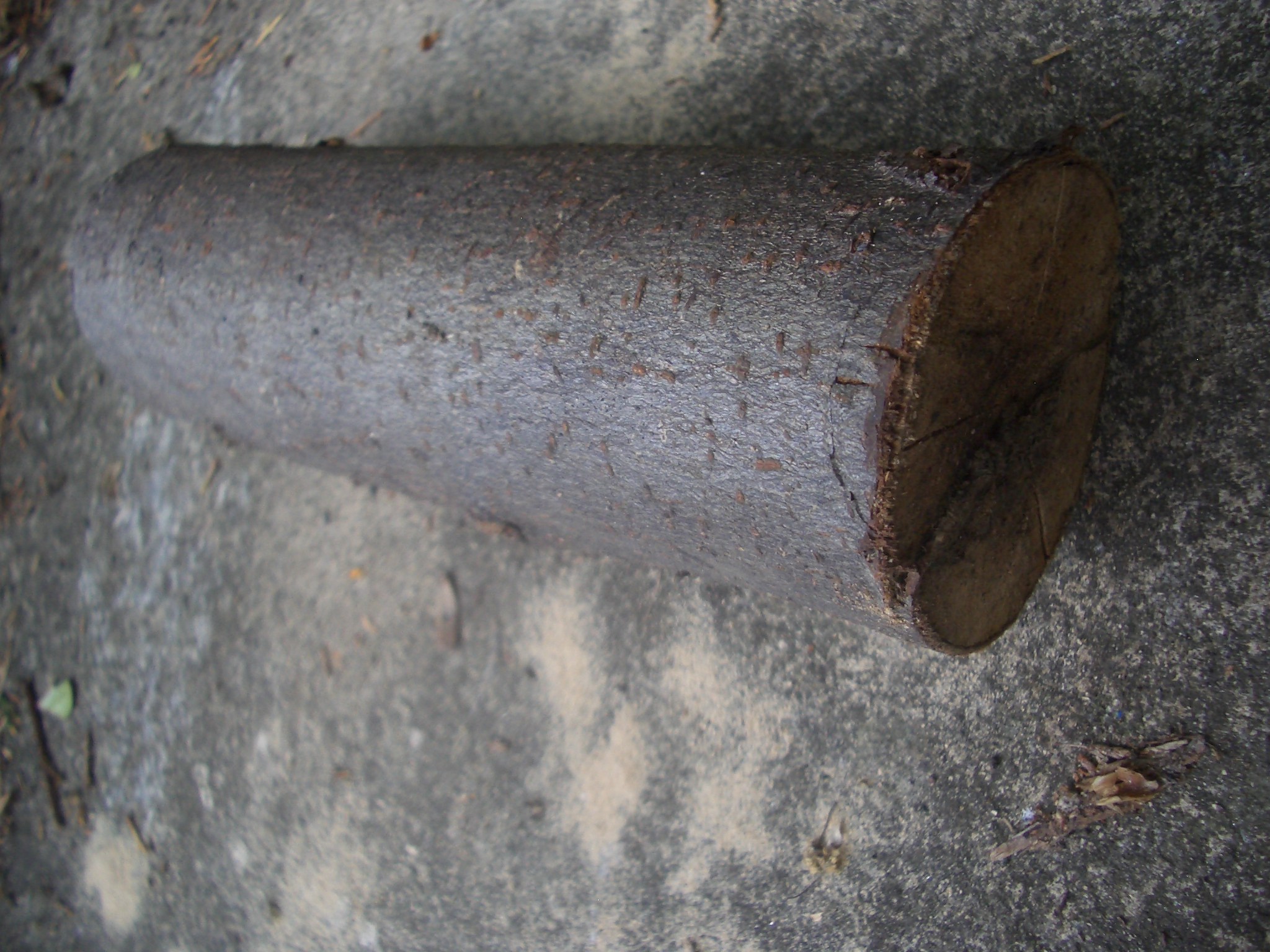 Beech log.JPG