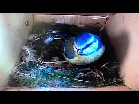 Bird Box - 4 Eggs - 30 April /Day 9