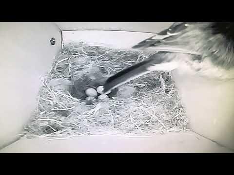 Bird Box - 5AM in the Morning! - 16 May / Day 25