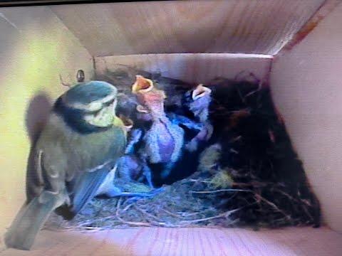 Bird Box - Body Feathers Coming In - 26 May / Day 35