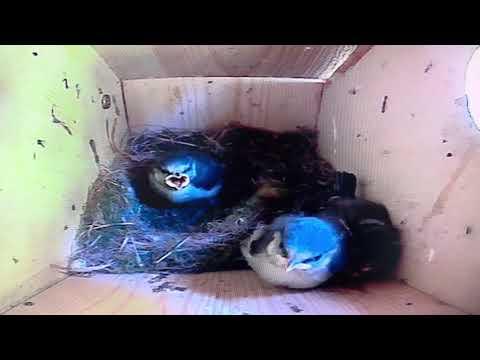 Bird Box - Chicks Keen to Fly - June 2 / Day 42