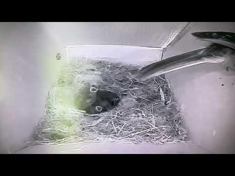 Bird Box - Fifth Chick - 19 May / Day 28