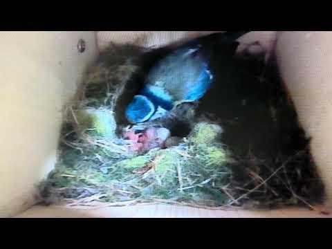 Bird Box - Fourth Chick Hatched - 16 May / Day 25