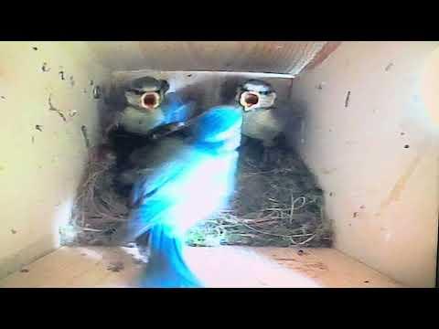 Bird Box - Grooming - June 3 / Day 43