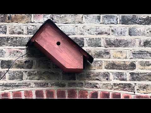 Bird Box - In and Out of Birdbox - 2 May / Day 11