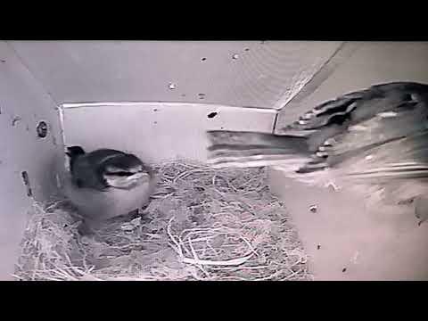 Bird Box - Second to Fledge (Clip) - June 5 / Day 45