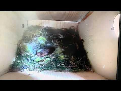 Bird Box - The Fly Tries it's Luck - 17 May / Day 26