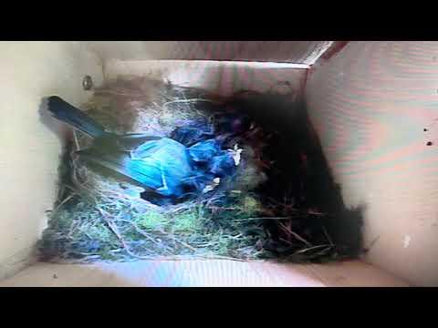 Bird Box - The Rummaging of Mother Bird - Pt1 - 24 May / Day 33