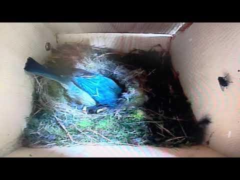 Bird Box - The Rummaging of Mother Bird - Pt2 - May 24 / Day 33