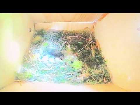 Bird Box - Up off Eggs - 5 May / Day 14