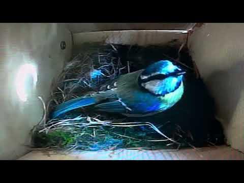 Birdbox - Father Helps Out - 29 April / Day 8