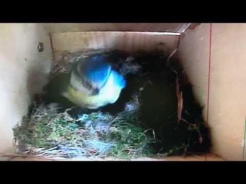 Birdbox - Fluffing Up - 25 April