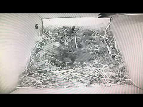 Birdbox - Laying(??) &amp; Adding Soft Material for Eggs - 29 April / Day 8