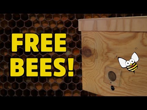 Build a swarm trap for catching wild honey bees! HNBEES #2