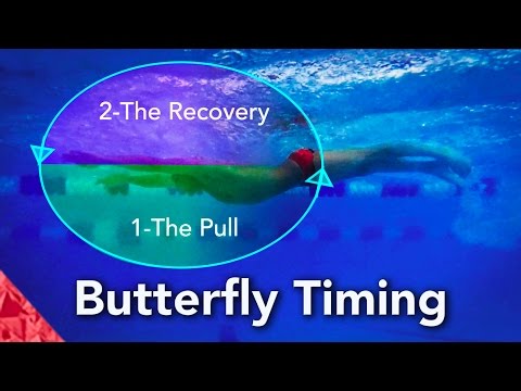 Butterfly Swimming Technique.  Timing.  How to swim butterfly