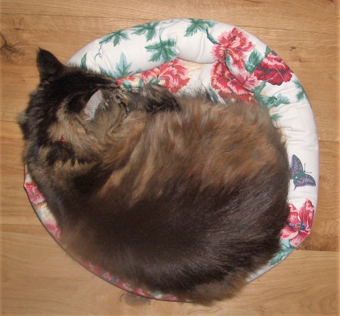 Cat bed in use 2.JPG