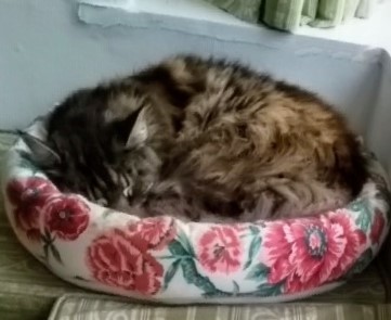 Cat bed in use 3.jpg