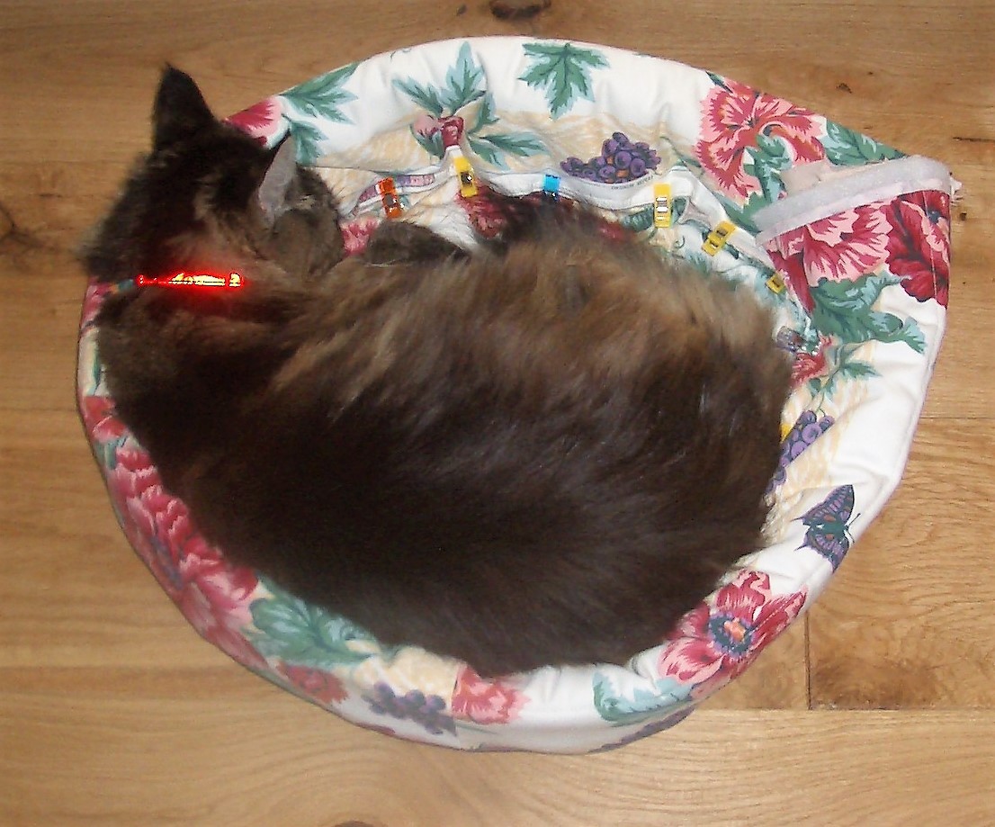 Cat bed test.JPG