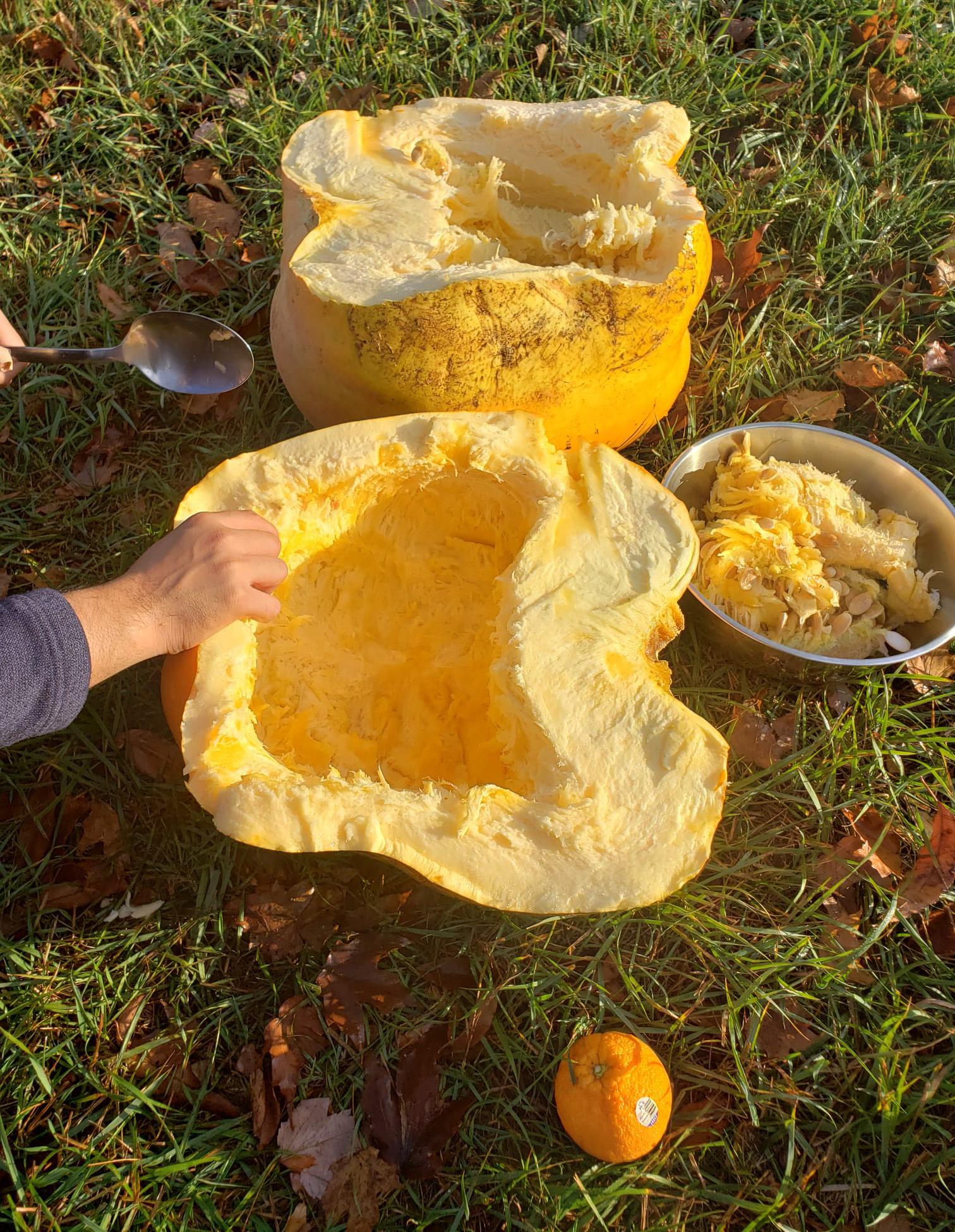 Cut pumpkin.jpg