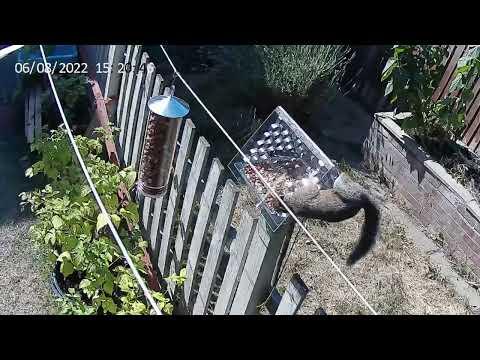 DATA - Squirrel PIR Cam