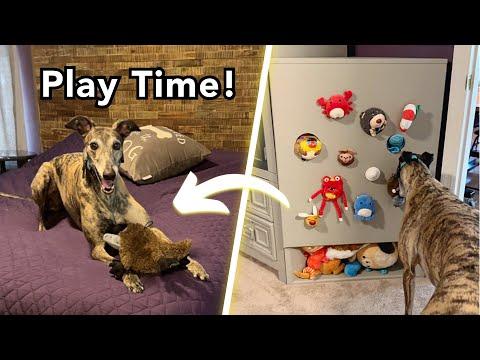 DIY Dog Toy Storage (How to get a different toy each time)