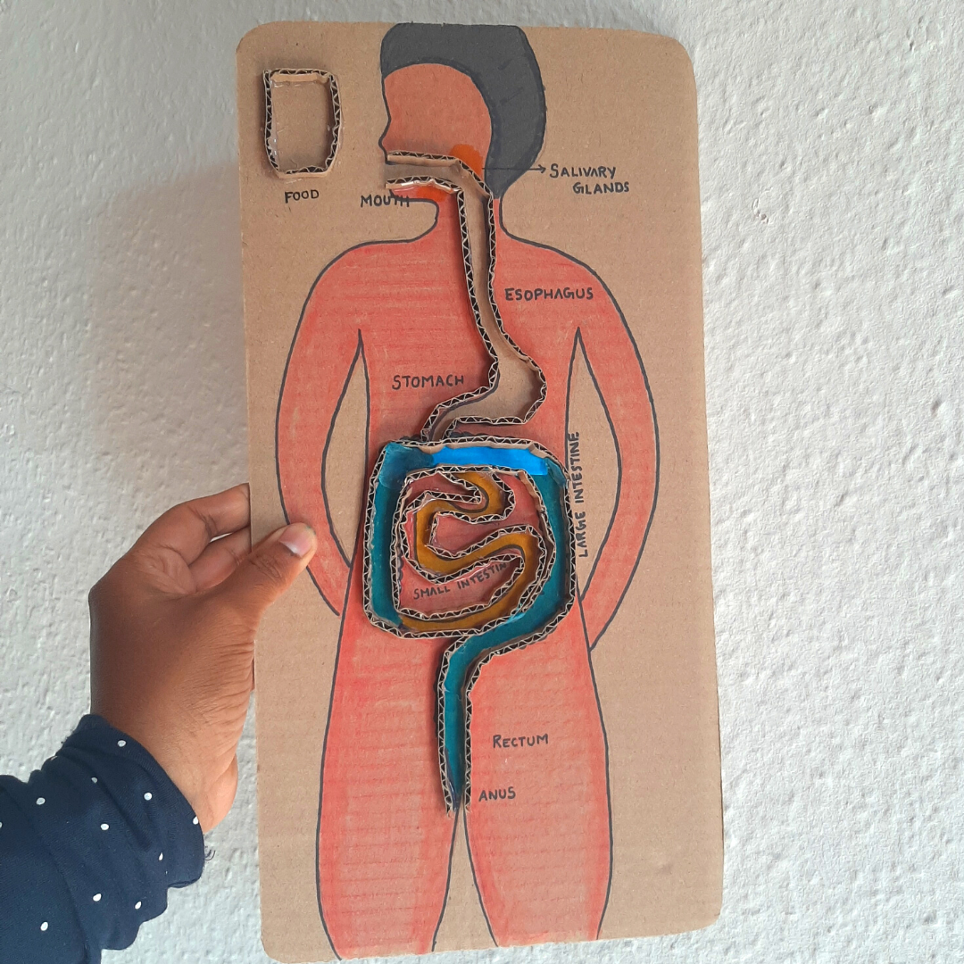 Digestive System Cardboard (1).png