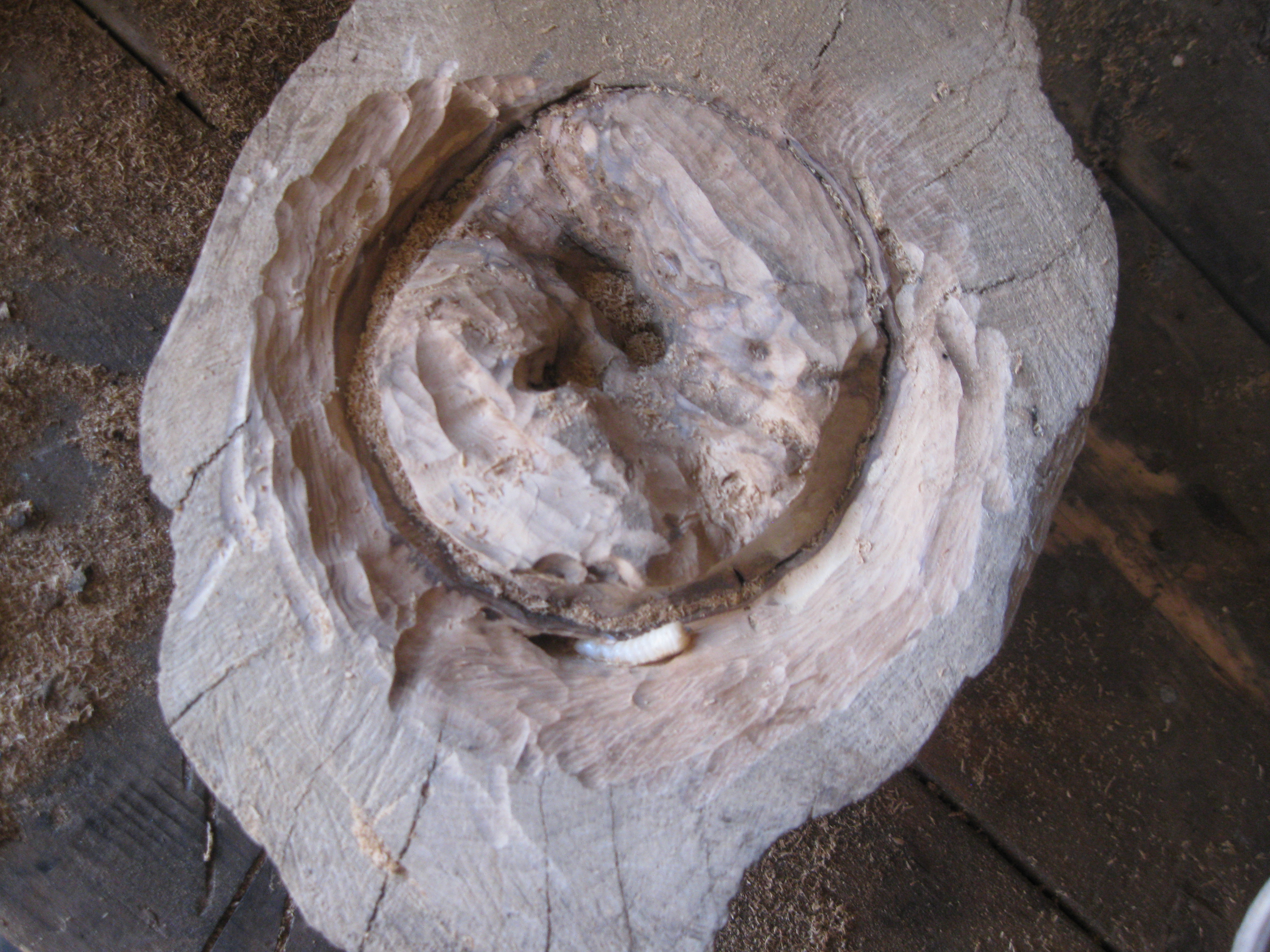 For Make somthing epic burl bowl 054.JPG