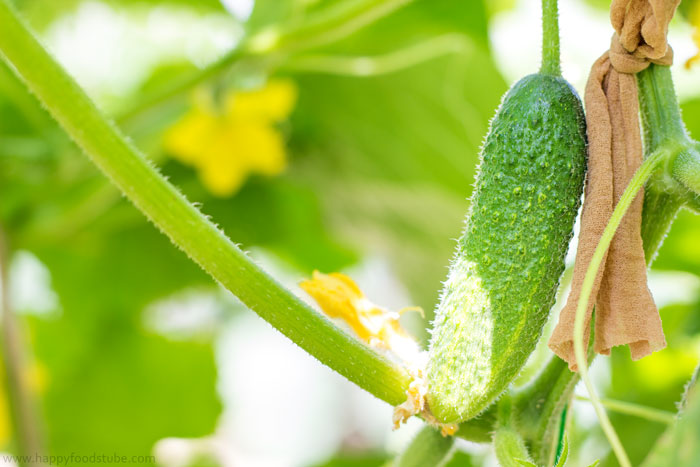 Fresh-Cucumber-from-Garden-for-Dill-Pickles.jpg