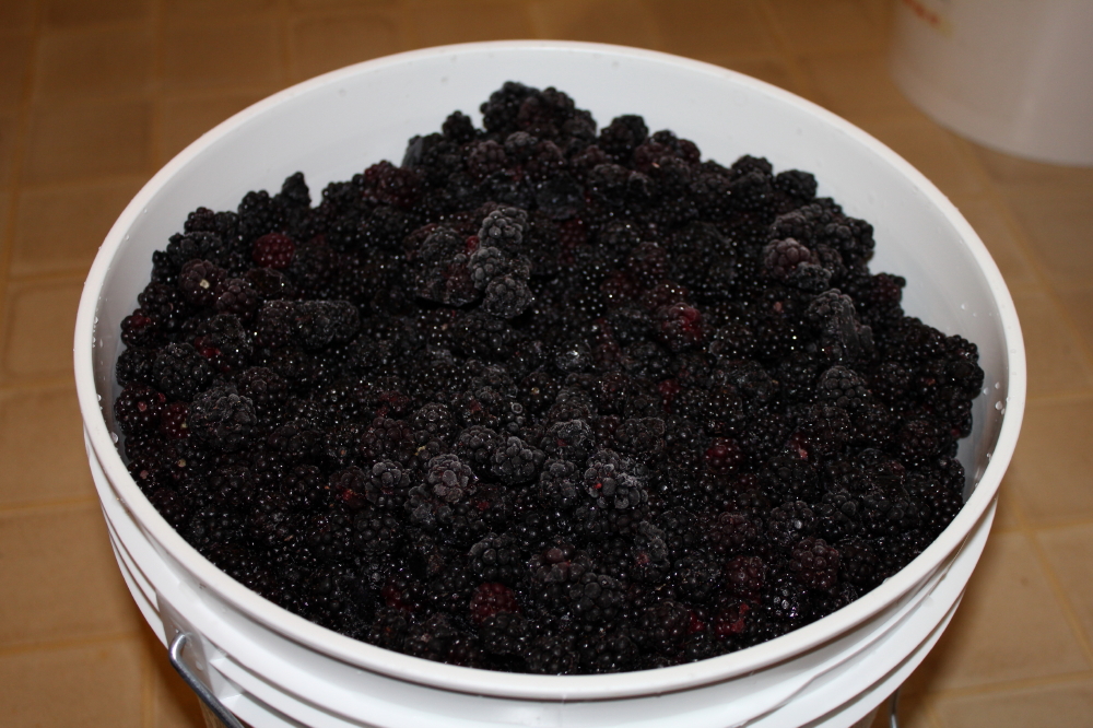 Frozen_Blackberries_2.jpg