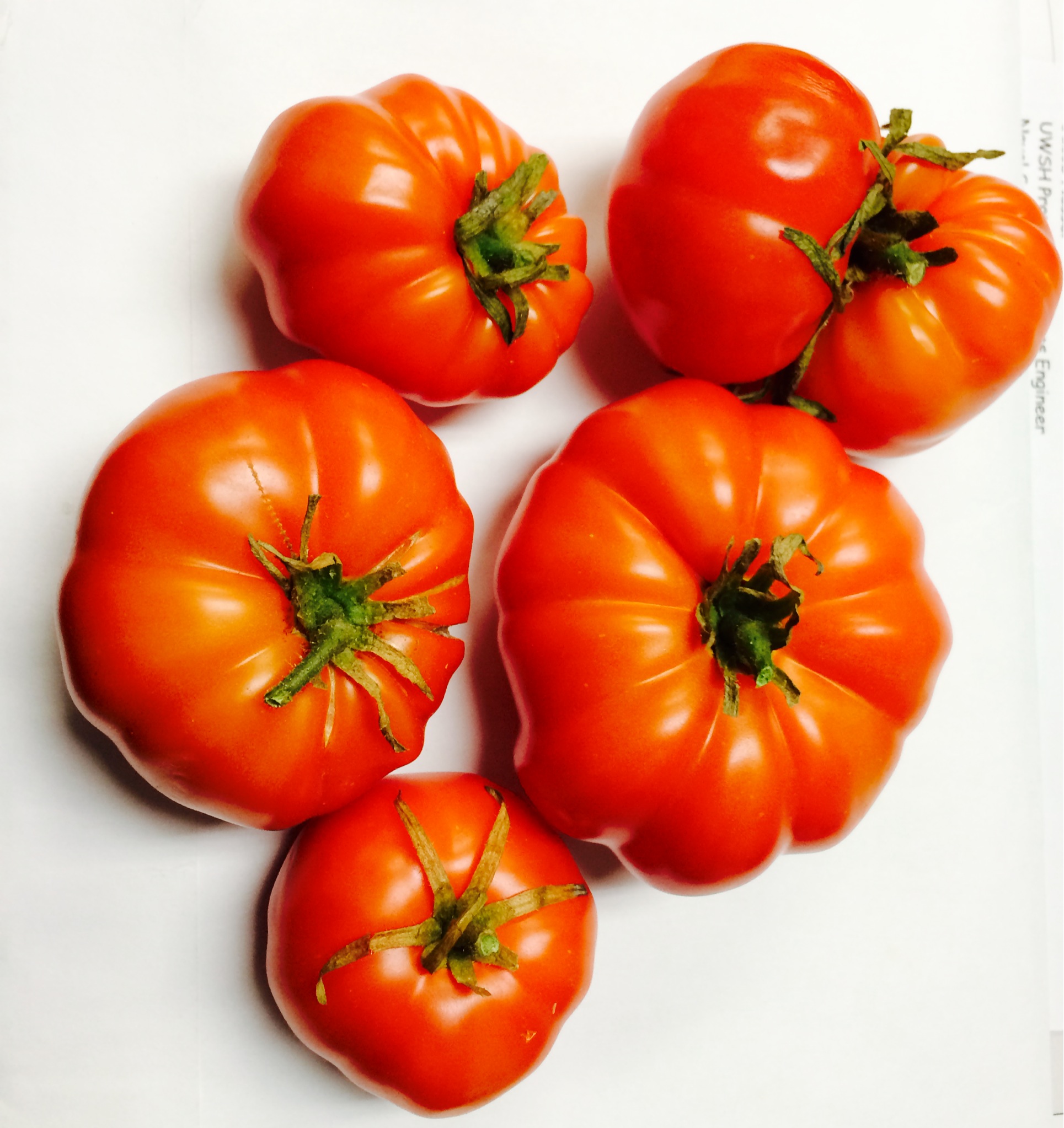 GH tomatoes 12-19-13.JPG