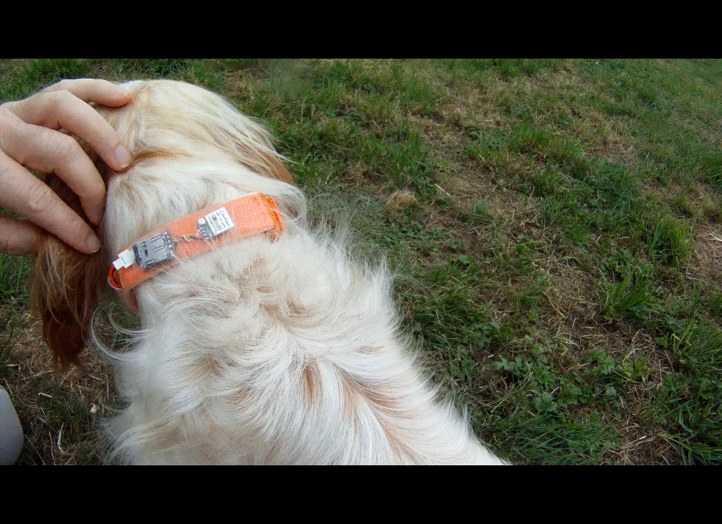 GPS Collar.png