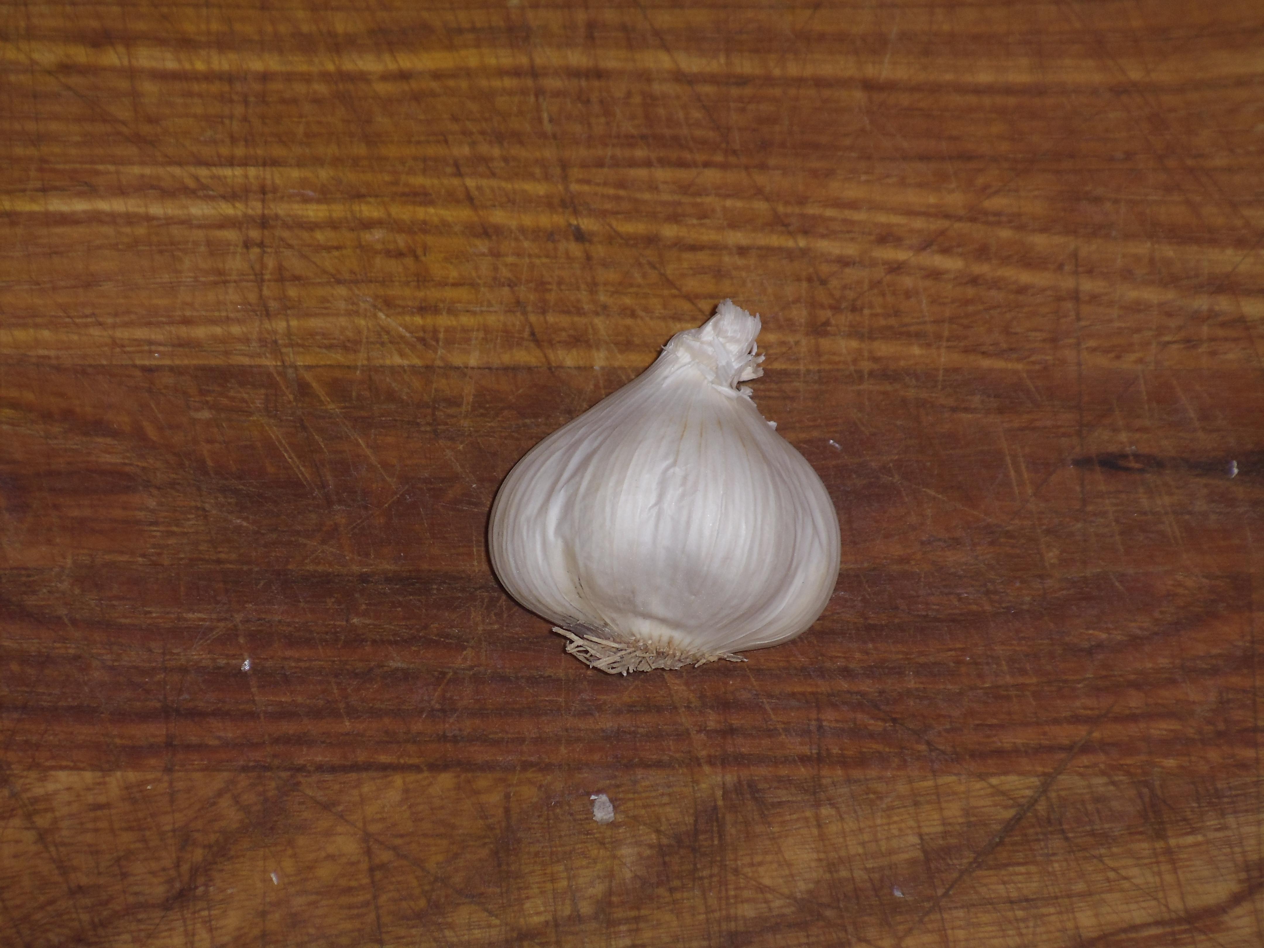 Garlic 15.JPG