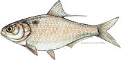 Gizzard_Shad_small.jpg