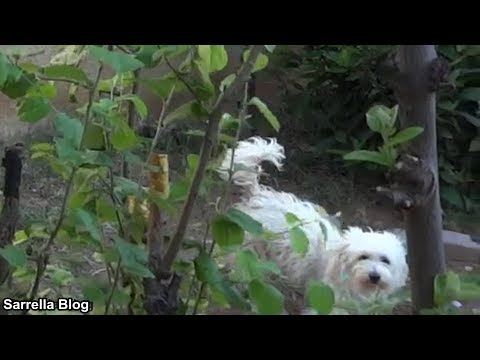 Grafting a Pear Scion To a Quince Tree