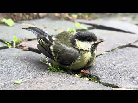 GreatTit Fledgling on Ground - June 8